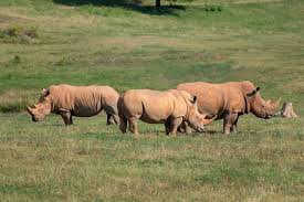 Image result for Rhyl Rhinos