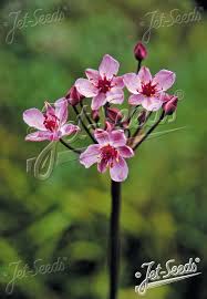 Attēlu rezultāti vaicājumam “Butomus umbellatus flower”