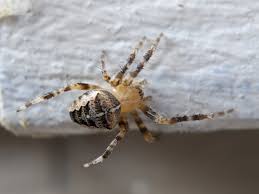 Attēlu rezultāti vaicājumam “Araneus diadematus female”