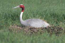 Attēlu rezultāti vaicājumam “Grus grus eggs”