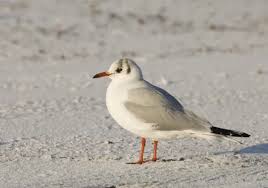 Attēlu rezultāti vaicājumam “Larus ridibundus adult”