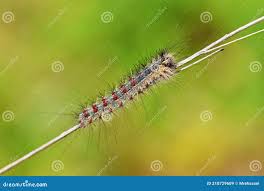 Attēlu rezultāti vaicājumam “Lymantria dispar larva”