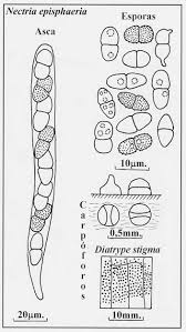 Attēlu rezultāti vaicājumam “Nectria episphaeria”