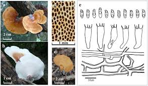 Attēlu rezultāti vaicājumam “Polyporus”