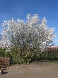 Attēlu rezultāti vaicājumam “Prunus domestica subsp. domestica”