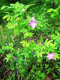 Attēlu rezultāti vaicājumam “Rosa majalis”