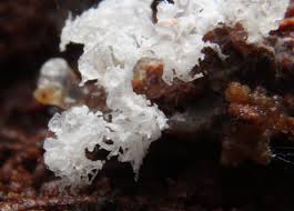 Attēlu rezultāti vaicājumam “Ceratiomyxa morchella stalked”