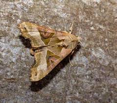 Attēlu rezultāti vaicājumam “Eilema depressa imago”