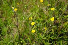 Attēlu rezultāti vaicājumam “Ranunculus flammula fruit”