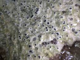 Attēlu rezultāti vaicājumam “Pertusaria leioplaca”