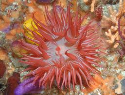 Image result for sea Anemone