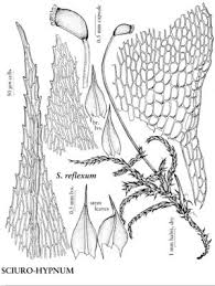 Attēlu rezultāti vaicājumam “Sciuro-hypnum”