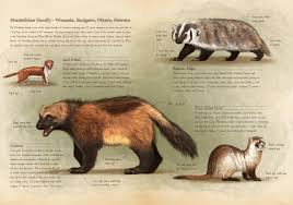 Attēlu rezultāti vaicājumam “Mustela nivalis adult”