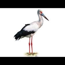 Attēlu rezultāti vaicājumam “Ciconia ciconia juvenile”