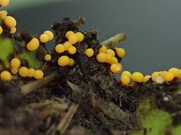 Attēlu rezultāti vaicājumam “Physarum oblatum macro”