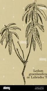 Attēlu rezultāti vaicājumam “Ledum palustre fruit”