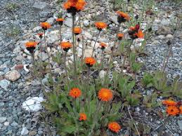 Attēlu rezultāti vaicājumam “Hieracium murorum flower”