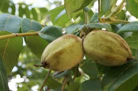 Attēlu rezultāti vaicājumam “Juglans cinerea leaf”
