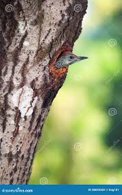 Attēlu rezultāti vaicājumam “Picus viridis nest”