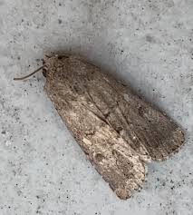 Attēlu rezultāti vaicājumam “Hadula trifolii”