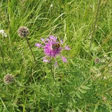 Attēlu rezultāti vaicājumam “Centaurea scabiosa”