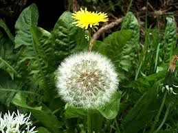 Attēlu rezultāti vaicājumam “Taraxacum officinale aggr.”