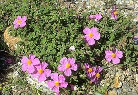 Attēlu rezultāti vaicājumam “Cistaceae”