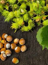 Attēlu rezultāti vaicājumam “Corylus avellana fruit”