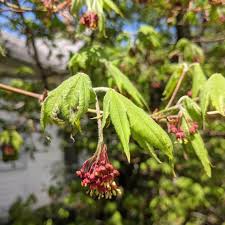 Attēlu rezultāti vaicājumam “Acer pseudosieboldianum”