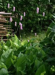 Attēlu rezultāti vaicājumam “Bistorta major leaf”