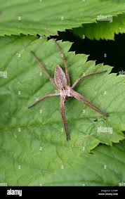 Attēlu rezultāti vaicājumam “Pisauridae”