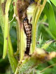 Attēlu rezultāti vaicājumam “Gortyna flavago”