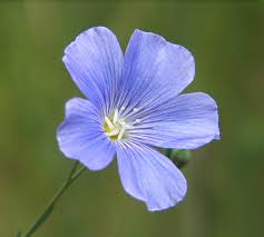 Attēlu rezultāti vaicājumam “Linum usitatissimum flower”