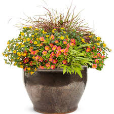 Image result for Sanvitalia procumbens