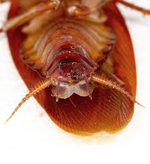 Image result for periplaneta americana