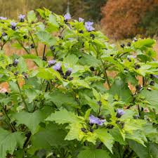Attēlu rezultāti vaicājumam “Nicandra physalodes fruit”