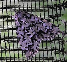 Attēlu rezultāti vaicājumam “Moma alpium”