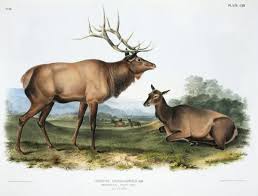 Attēlu rezultāti vaicājumam “Cervus elaphus”