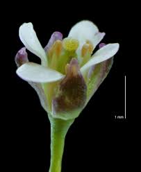 Attēlu rezultāti vaicājumam “Capsella bursa-pastoris flower”