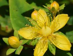 Attēlu rezultāti vaicājumam “Hypericum perforatum fruit”