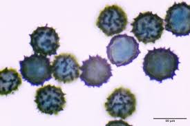 Attēlu rezultāti vaicājumam “Craterium leucocephalum stalked”