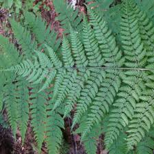 Attēlu rezultāti vaicājumam “Dryopteris expansa”