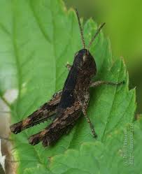 Attēlu rezultāti vaicājumam “Chortippus sp.”