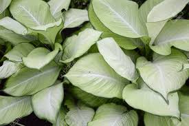 Image result for Leaves Green Bowmen