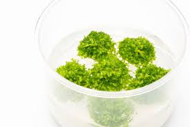 Attēlu rezultāti vaicājumam “Riccia fluitans”