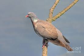 Image result for Columba palumbus