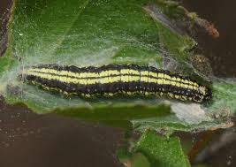 Attēlu rezultāti vaicājumam “Ortholepis betulae”