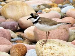 Attēlu rezultāti vaicājumam “Charadrius dubius”