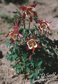 Image result for Aquilegia caerulea
