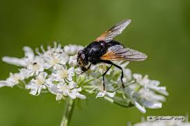 Attēlu rezultāti vaicājumam “Mesembrina meridiana”
